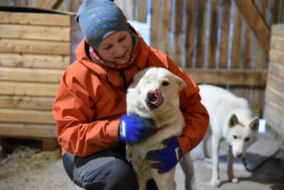 Mali forteller at de først hadde Lulu som innehund, men så prøvde de å ta henne med i spannet igjen. Dette fungerte overraskende bra og nå er hun fast inventar i kennelen og i spannet.
 Foto: Kristin Humstad