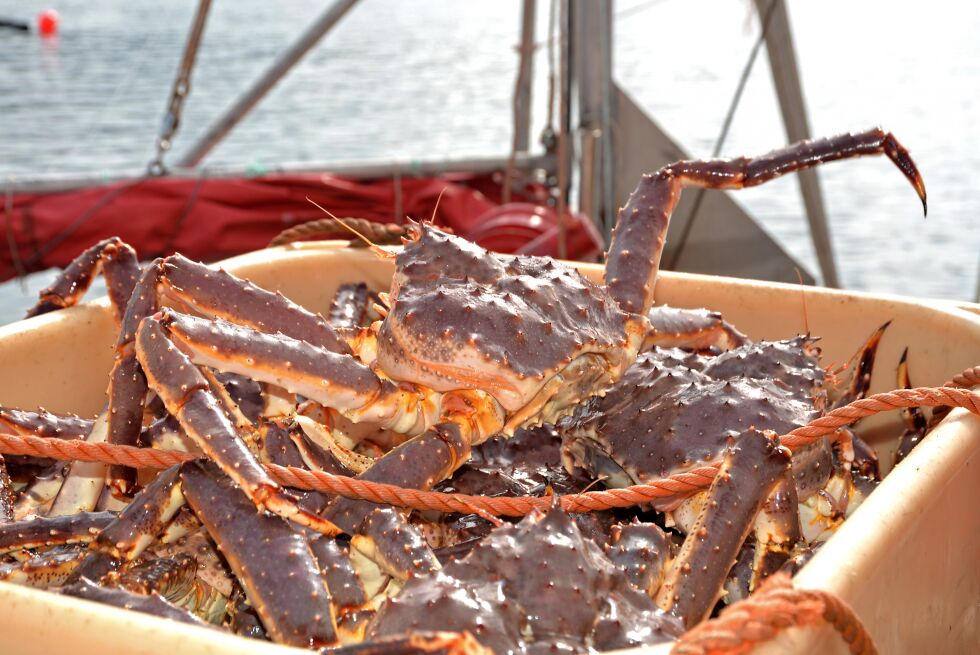 Krabbefiskerne som leverer til mobile krabbemottak, får litt støtte fra Vest-Finnmark regionråd.
 Foto: Sonja E. Andersen