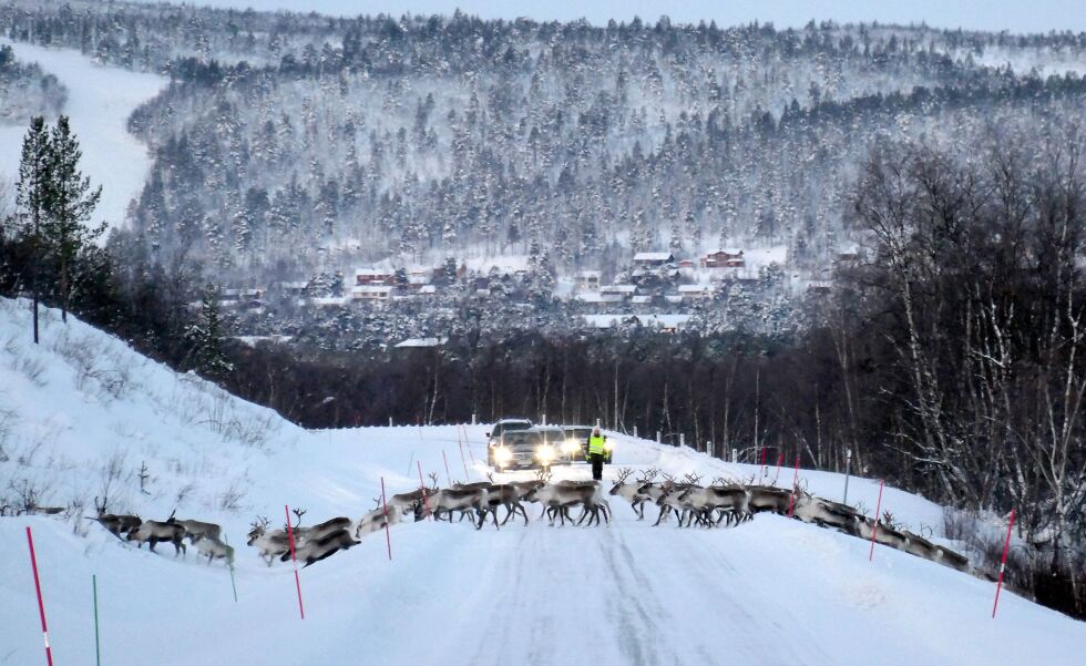 I ro og mak tar rein­flok­ken seg over vei­en og inn på sør­si­den av Kár­áš­joh­ka.