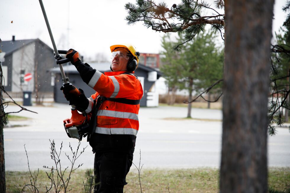 Kurt Are Boine Nikkinen arbeider flittig for å tynne trærne i Karasjok sentrum. Her langs veien E6 mot Tana.
 Foto: June  Helén Bjørnback