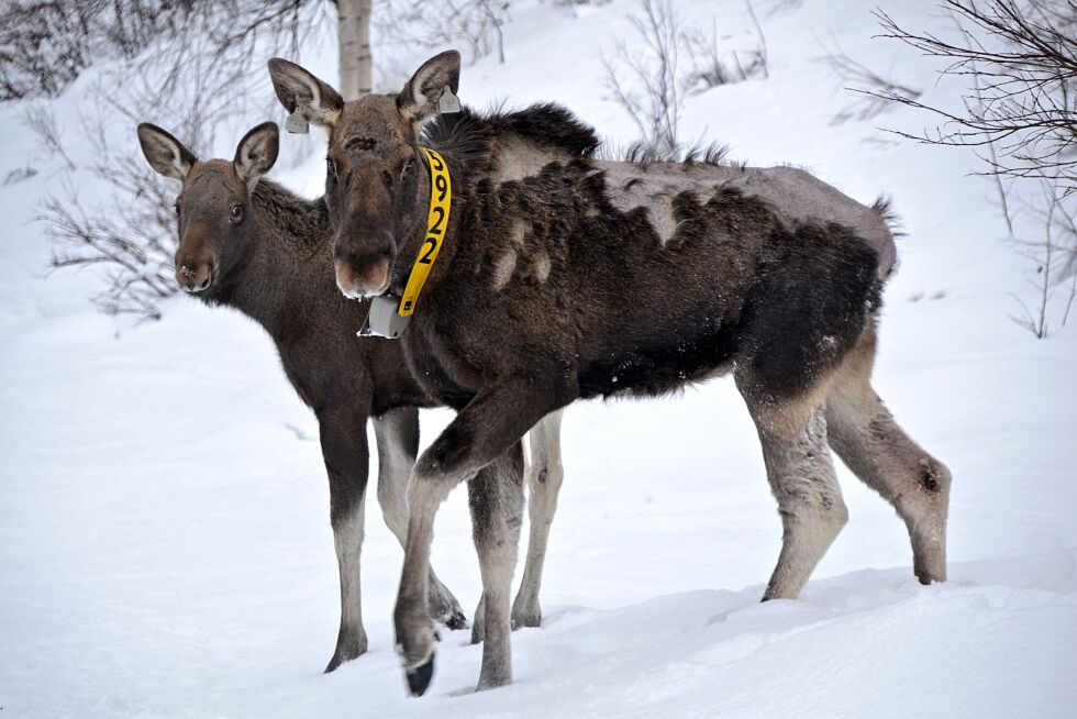 Fagfolk tror kalven, som her er fotografert 17. februar sammen med mora, vil klare seg, selv om mora er død.
 Foto: Inge Arvola