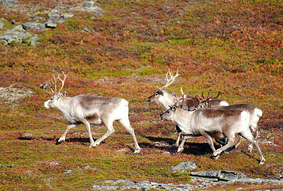 De seks sommersiidaene ønsker en snarlig oppsplitting av distriktet.
 Foto: Irene Andersen