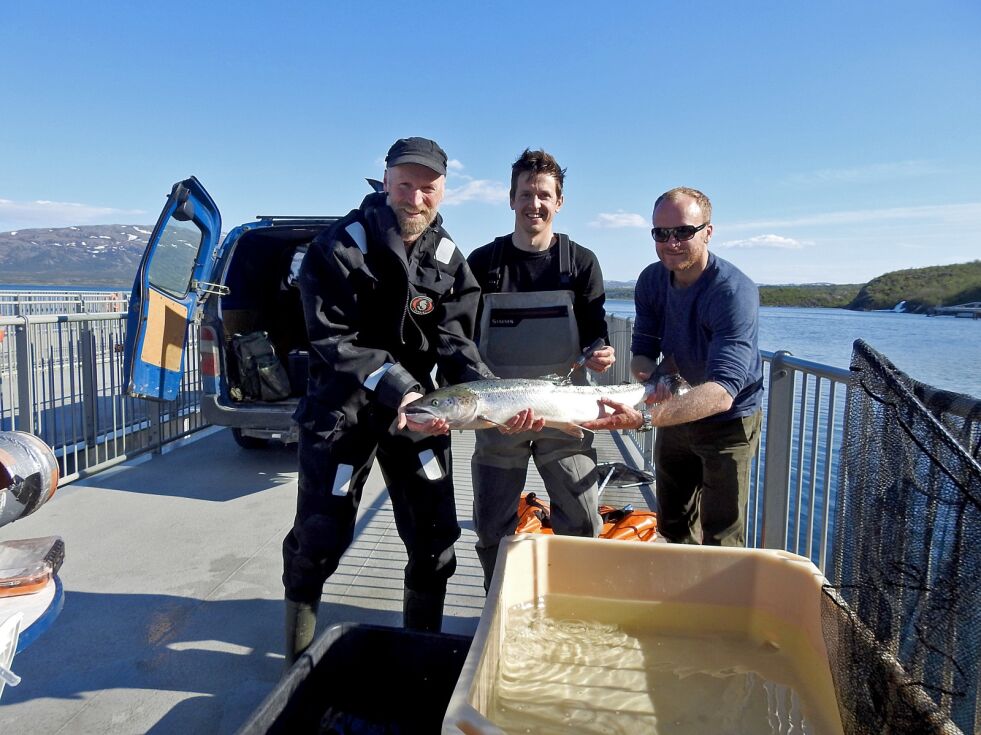 Denne laksen er nå klar for havet, og for å fortelle Audun Rikardsen, John Fredrik Strøm og Egil Liberg hvor den drar på sin vandring.
 Foto: Kristin Marie Ericsson