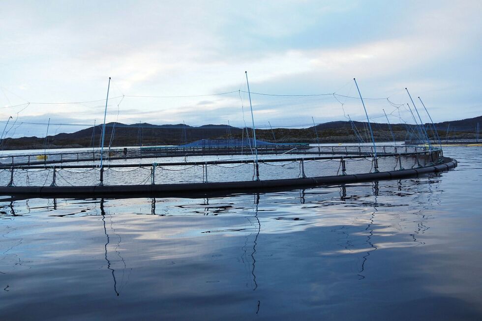 Algeoppblomstring skaper store utfordringer for oppdrettsselskaper i Nordland og Sør-Troms.
 Foto: Harrieth Lundberg/Veterinærinstituttet