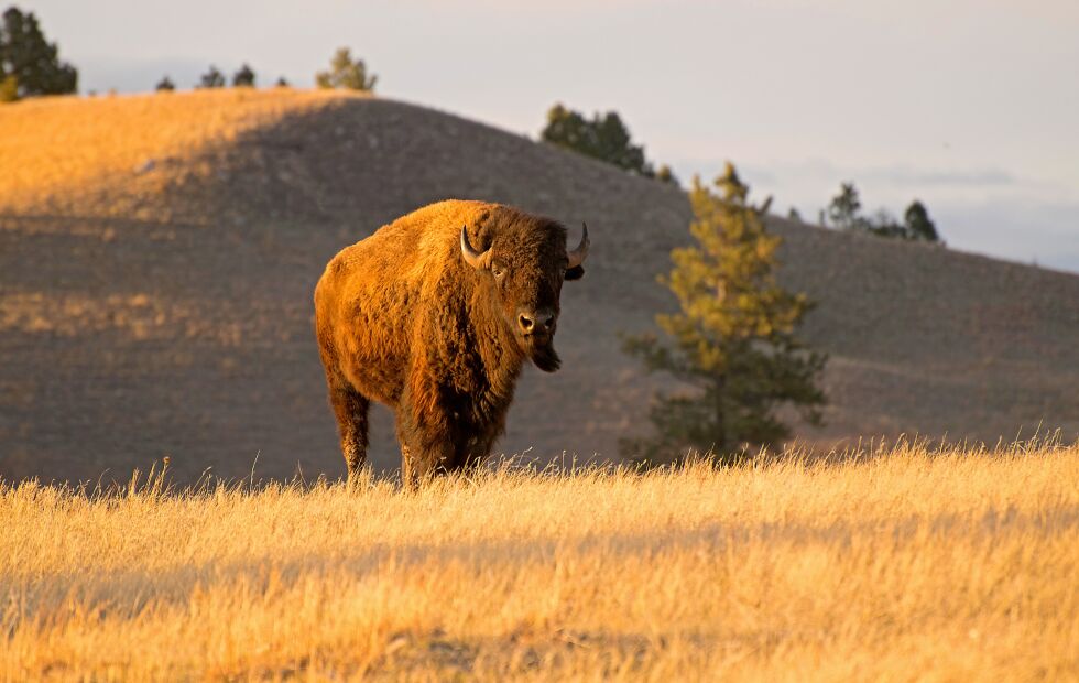 I Wind Cave nasjonalpark i Black Hills kan man fortsatt se noen bison i sitt naturlige præriemiljø. I løpet av ti år på 1870-tallet, ble disse så viktige dyrene for lakotaene desimert fra 60 millioner til rundt 100.
 Foto: http://www.e-nebraskahistory.org