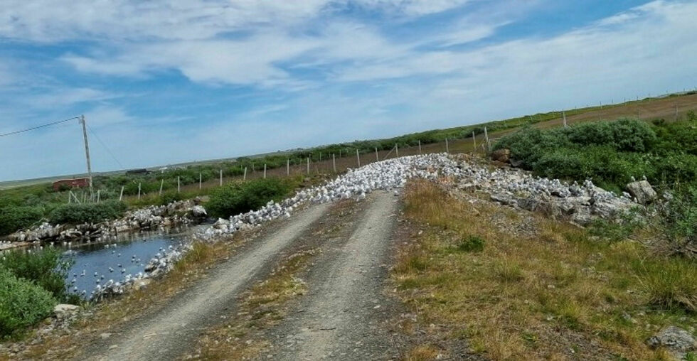 Det er den siste tiden observert store mengder syke og døde måser og krykkjer flere steder øst i Vadsø kommune.
 Foto: Privat