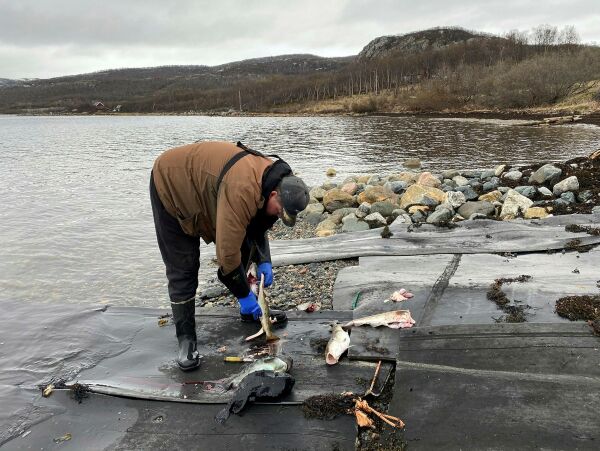 Første sjøværet uten laks i Jarfjord