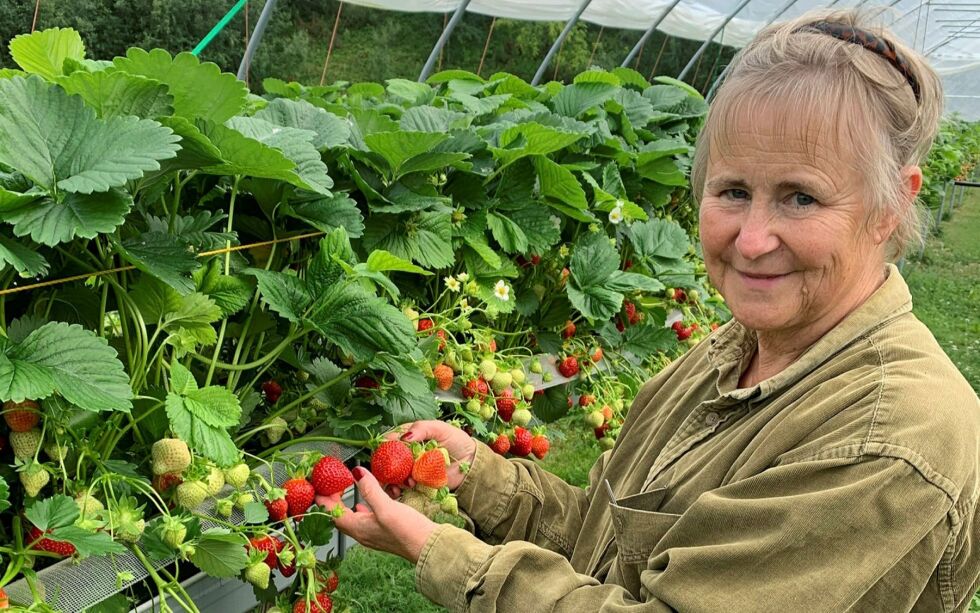 Silja Støyva Arvola sjek­ker her bær som snart er plukke­klare.
 Foto: Pål Gabrielsen