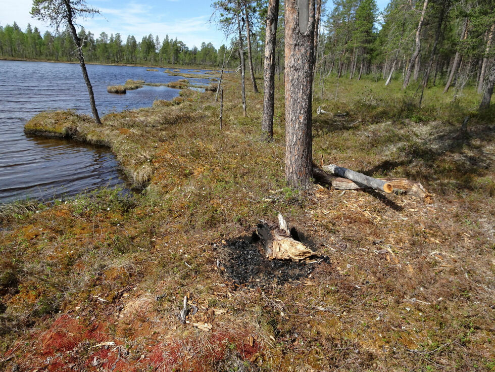 Bildet viser at det ble brukt tørrfuru til bål, noe som bidro til den store boten Foto: Statens naturoppsyn
 Foto: SNO
