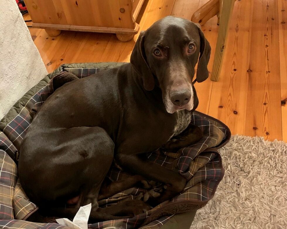 Scott er en korthåret vorsteh og vant til å leve innendørs sammen med familien. Gunn-Tove synes det er tungt å tenke på at hunden nå har vært ute på rømmen i en uke.
Foto: Privat