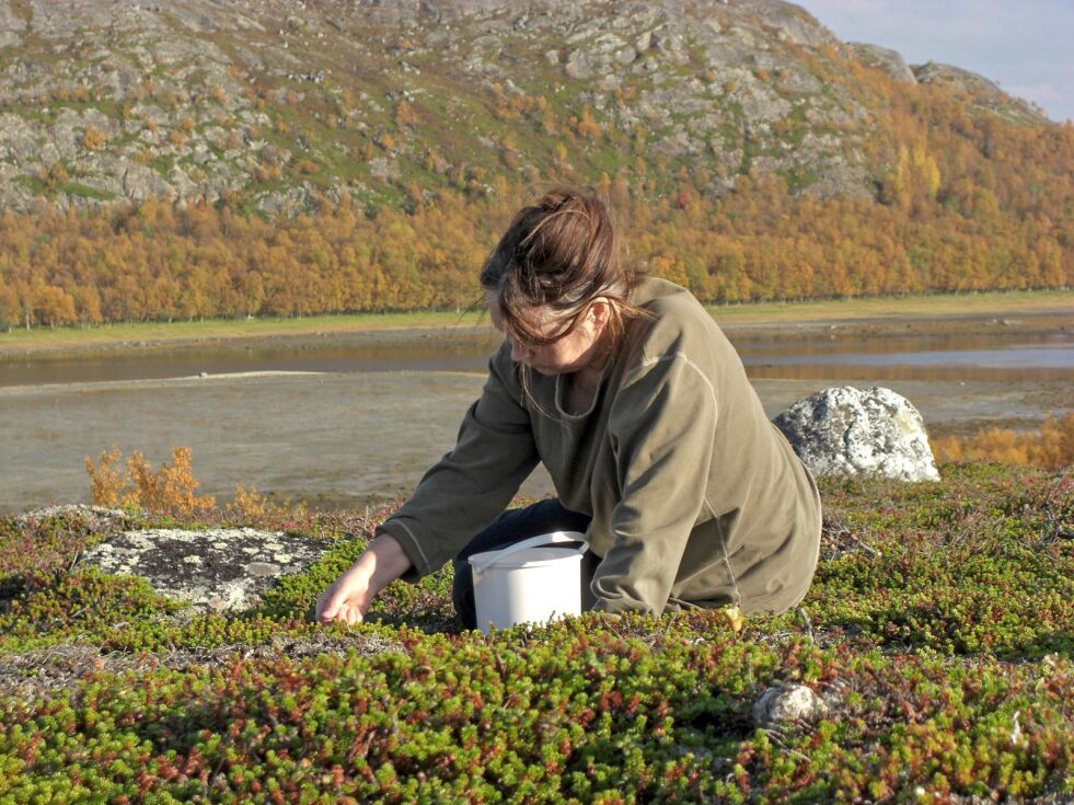 Selv om reinen har ødelagt Sállam/Skogerøya som multebærøy, er det i gode år godt med tyttebær. Her er det Astrid Pedersen som plukker de røde bærene i Sør-Leirvågen.
 Foto: Hallgeir Henriksen