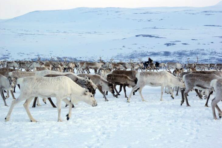 Foto: /ILLUSTRASJONSBILDE: Fylkesmannen i Troms