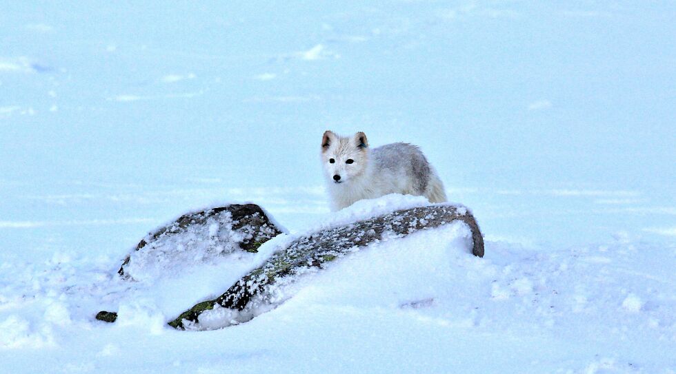 Det er satt ut i alt 27 valper som man håper skal kunne etablere seg inne i nasjonalparken på Varangerhalvøya.
 Foto: Varangerhalvøya nasjonalparksenter