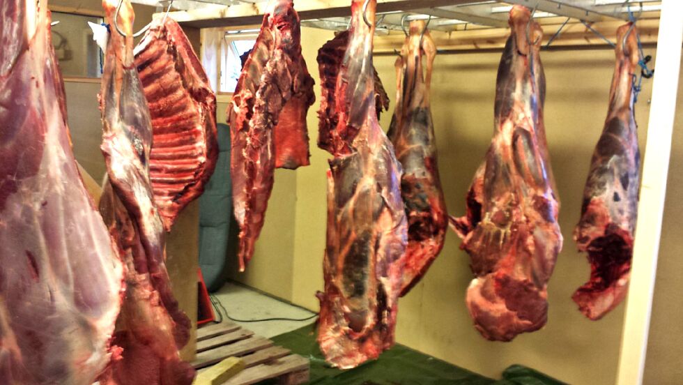 Det blir en hel del elgkjøtt i løpet av høstens jakt i Finnmark. Så langt er mer enn halve kvota skutt.
 Foto: Torbjørn Ittelin