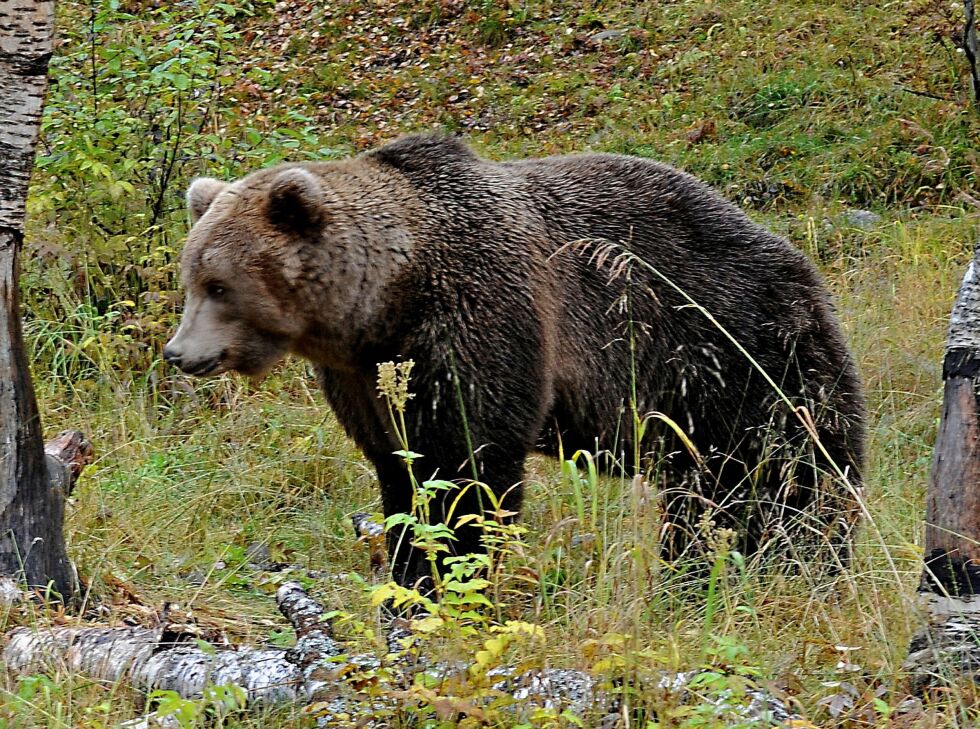 Fellingstillatelse ble gitt onsdag kveld, og nå er skadefellingslaget på plass for å få felt bjørnen så raskt som mulig. Illustrasjonsfoto
