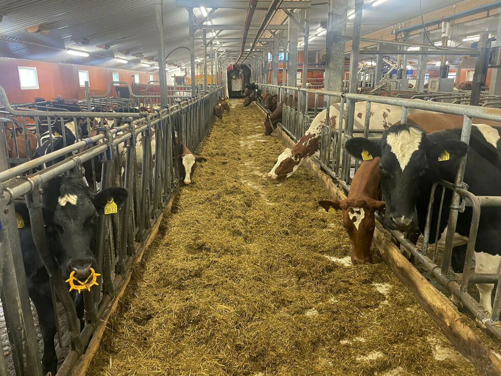 Tine fremhever sterk effekt fra proteintrenden, samt også lavere irsk melkepris.
 Foto: Birgitte Wisur Olsen