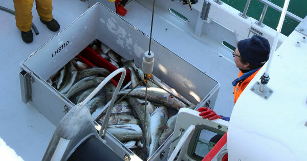 Nær 290 ungdommer kan få drive fiske i sommer