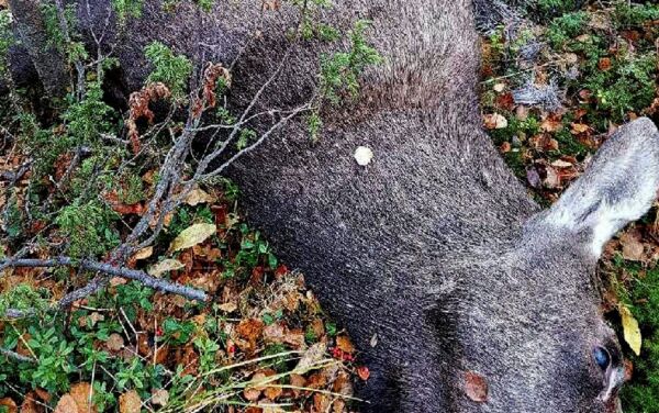 Setter tak på seks dyr