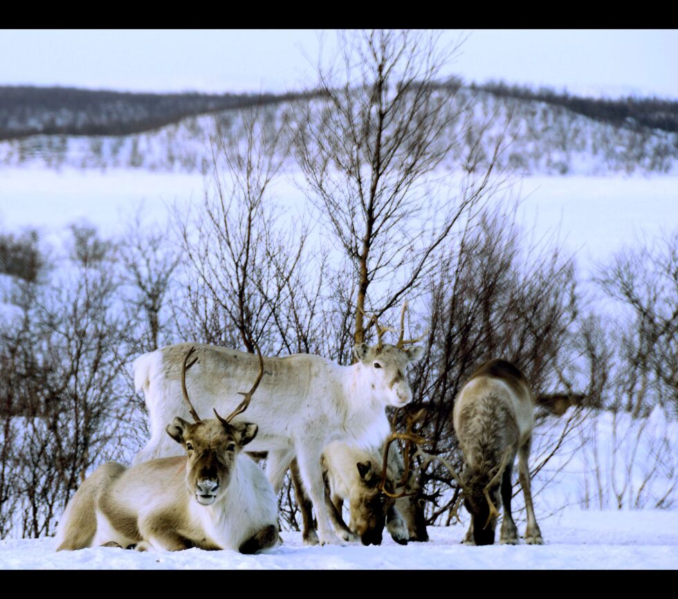 Disse reinene slapper av og nyter livet, men farer lurer på mange kanter. 
Sist fredag jagde løshunder en rein ut i Porsangerfjorden.
 Foto: Arkiv