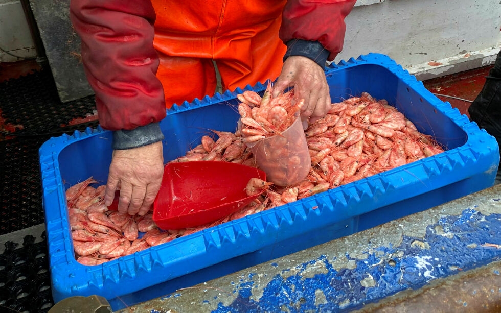 Fangs­te­ne av reker har de siste år­ene lig­get på et mye lav­ere nivå enn det be­stand­en kan bære.
 Foto: Hallgeir Henriksen