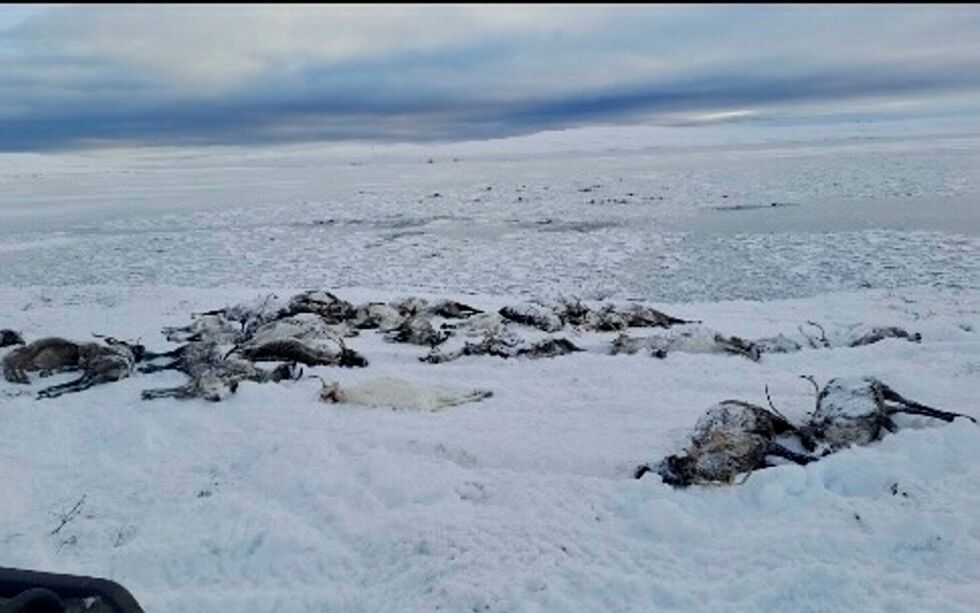 Private bilder fra ulykkesstedet. Bildet viser druknede reinsdyr om er tatt på land. I bakgrunnen ses døde rein som ligger i vannet.
 Foto: Privat