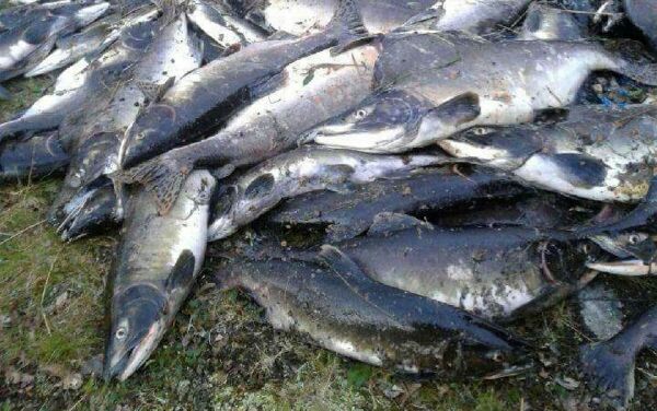 Bør prioritere elver i Øst-Finnmark