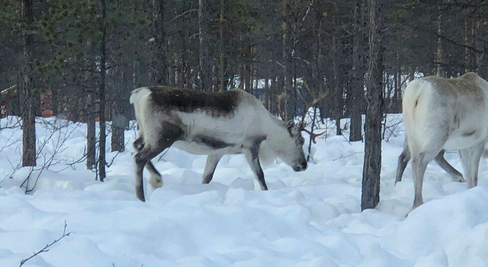 Bildet viser tamrein på beite. Situasjonen for villreinen i nord er mer dyster.
 Foto: Stein T Svala