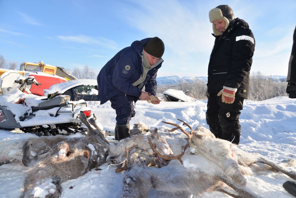 SNOs rovviltkontakt Tore Kåven merker hvert kadaver med blant annet eierens navn, her i samarbeid med reineier Kjell Magne Eira i Mu&#331;kavárre siida. SNO og reindrifta har utviklet et velfungerende og godt samarbeid, ifølge begge parter.
 Foto: Sonja E. Andersen