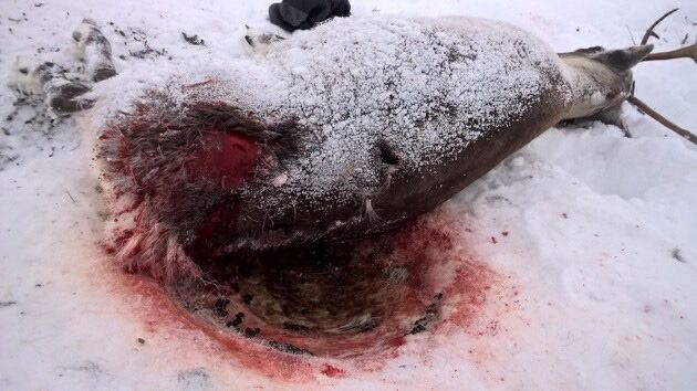 Frode Utsi fant denne reinen svært hardt skadet og måtte raskt frem med kniven for å avlive den. – Det er liten tvil om at det er gaupa som har tatt den, sier den erfarne reineieren.
 Foto: Frode Utsi
