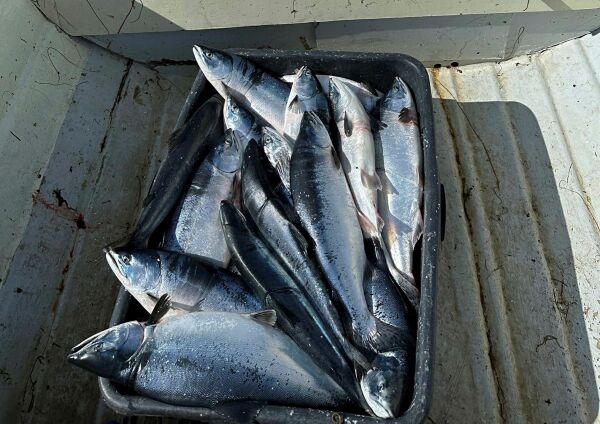Foreslår at alle sjølaksefiskere får fiske pukkellaks