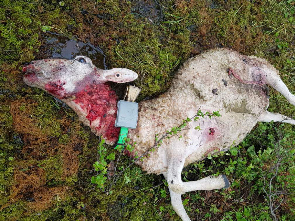 Samiske og kvænske saueeiere blir diskriminert av Senterpartiet i regjering. Bildet viser rovdyrangrep på sau i Njávdám/Neiden i Sør-Varanger.
 Foto: Statens naturoppsyn