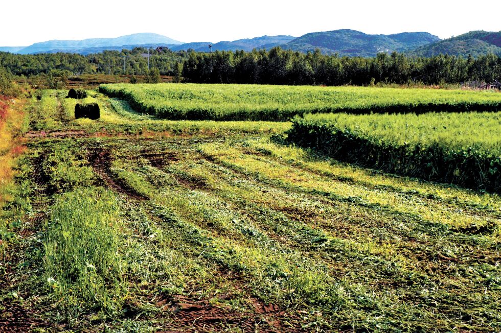 Mange norske bønder har flere inntektskilder enn selve jordbruket. Nå skal det forskes på mindre bruk. Og kanskje kan det bli enda flere små bruk i Norge i fremtiden.
 Foto: Arkiv: Ságat