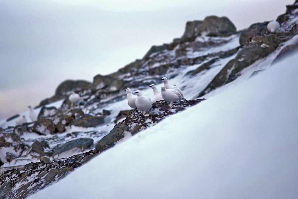 Årets rypetelling viser et betydelig større antall ryper i år sammenlignet med året får. En fin vår er sannsynligvis årsaken til dette.
 Foto: Lars H. Krempig