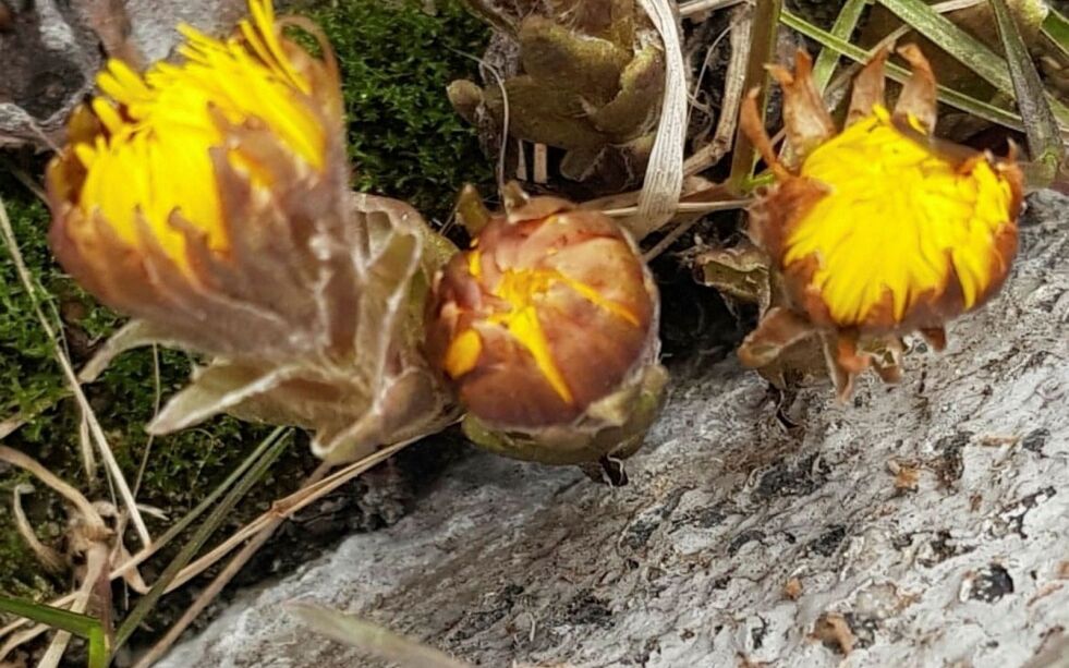 Disse hestehovene dukka opp i Kirkenes sentrum forleden, og gledet forbipasserende med sine løfter om vår og sommer. Foto: Eva Johnsen