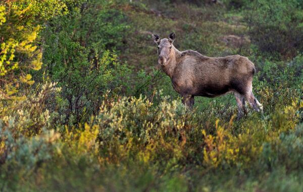 De fleste vil jakte i Tana og Karasjok