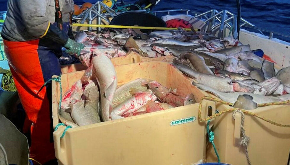 70 pro­sent av rest­rå­stoff­et som opp­står i den havgående fiske­flå­ten kastes på hav­et. Dette mener forsker bør utnyttes bedre.
 Foto: Privat