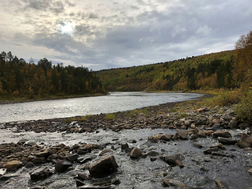 Det kan bli mange års stillhet langs Tanavassdragets bredder. Underskriftsaksjonen vil ha laksefisket i hele Tanavassdraget stengt inntil laksestammene er tilbake på et bærekraftig nivå. Her fra Anárjohka, fra den tida da diddien hoppa der.
 Foto: Stein Torger Svala