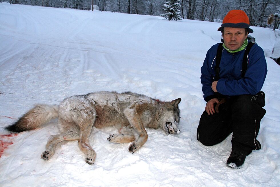 Jon Anders Mortensson med en felt hannulv tilbake i 2012. Nå fortviler reineieren over at blant annet Osdals-flokken, som i det store og hele ligger utenfor ulvesonen, ikke blir tatt ut slik et flertall på Stortinget ønsker.
 Foto:  Torill Kolbu, Østlendingen (Arkiv)