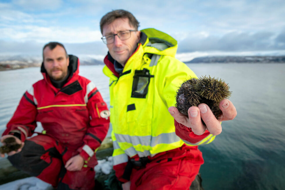 Tor Hatten Evensen og Philip James forsker på potensialet for kråkeboller i regenerativt havbruk. Her er de i fjæra på Kraknes utenfor Tromsø.
 Foto: Lars Åke Andersen, Nofima
