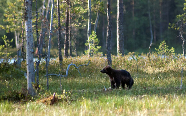 Tjen penger på å registrere rovvilt
