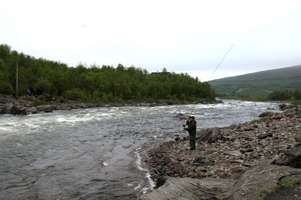 Normalt lakseår