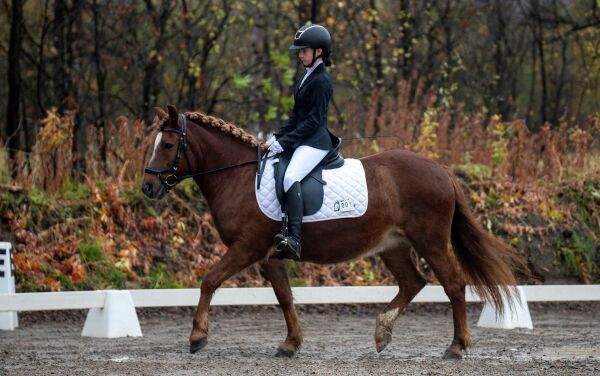 – Det blir som en liten hestefest