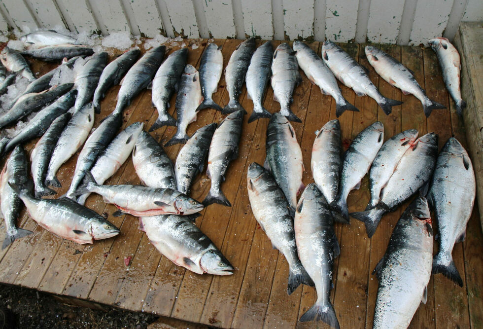 Det kan bli «pøst ut» store mengder pukkellaks på markedet når arten inntar fjordene og elvene om få uker. Fiskerorganisasjonen Bivdu mener staten undergraver et privat marked når de vil gi bort fisken som tas opp i laksefellene.
Foto: Torbjørn Ittelin