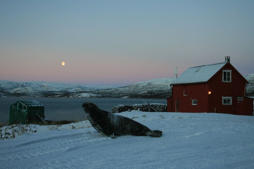 Haverten har lagt seg vel til rette på parkeringsplassen.
 Foto: Are G. Nilsen