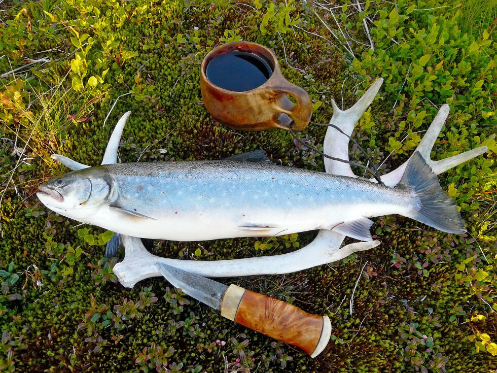 Sjørøye – nordnorsk sølv.  Påvirkningen fra oppdrett er ikke vurdert av Troms fylkeskommune.
 Foto: Trygve Poppe