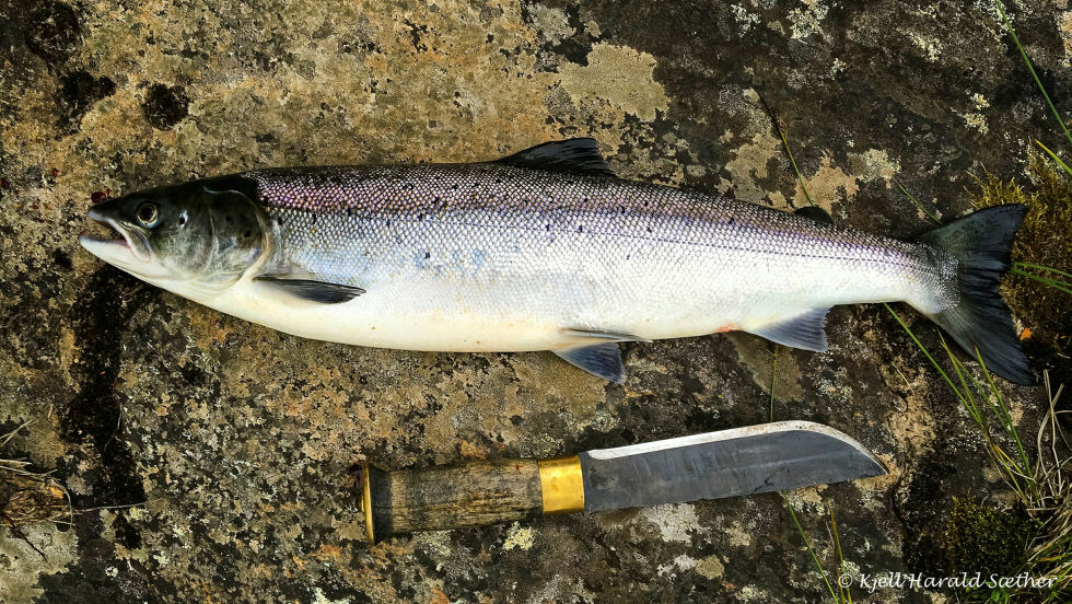 Laksebilde.
 Foto: Kjell Sæther