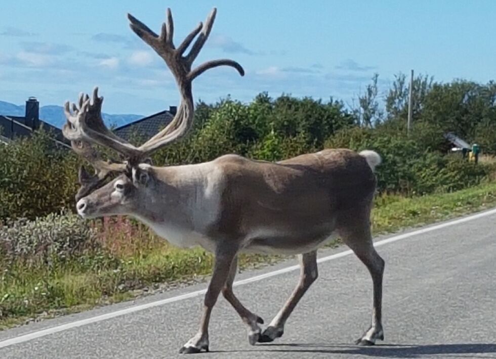 Foto: Torbjørn Ittelin
