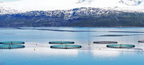 Høy dødelighet må ikke lønne seg