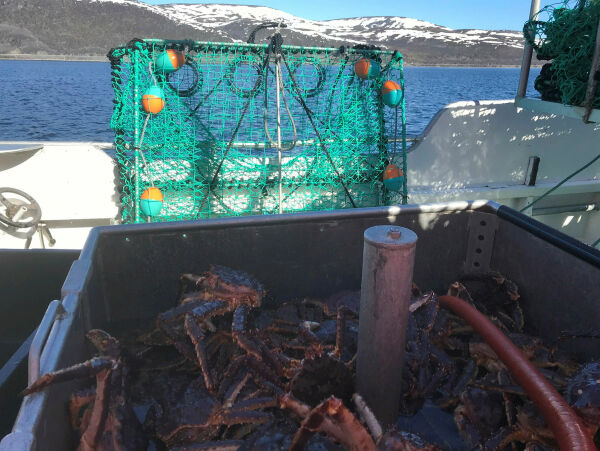 Vil skjerpe reaksjonene etter funn av ulovlig fiskeredskap