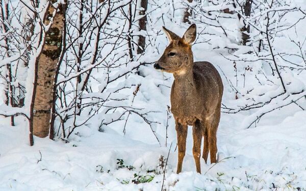 Ønsker rådyrjakt i Porsanger